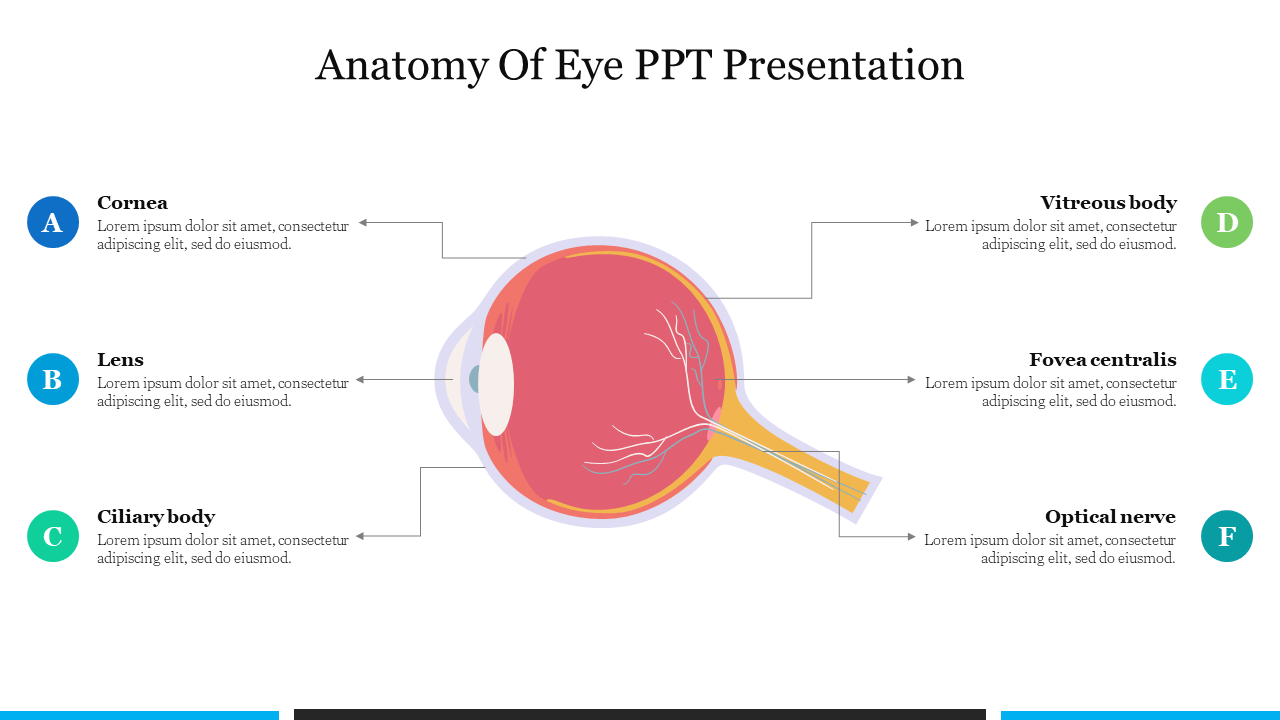 Anatomy Of Eye PPT Presentation Template and Google Slides